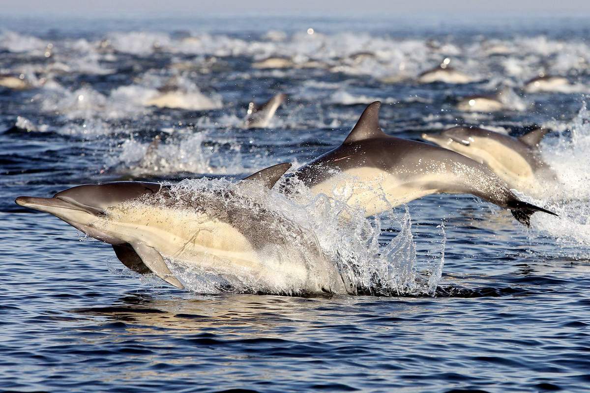 самые контактные дельфины 