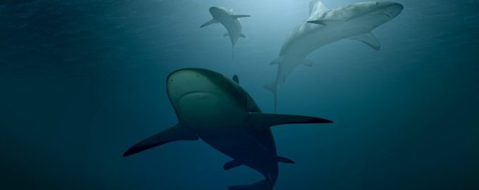 акулы в черном море