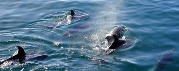 когда дельфин опасен