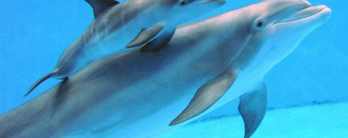 пара дельфинов