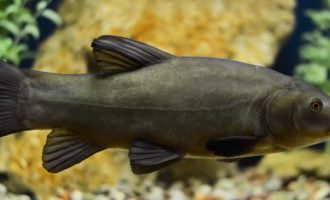 линь в воде