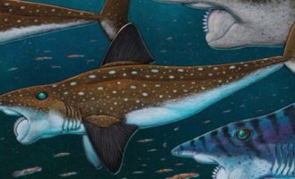 внешний вид акулы убийцы