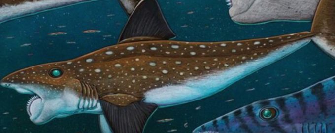 внешний вид акулы убийцы