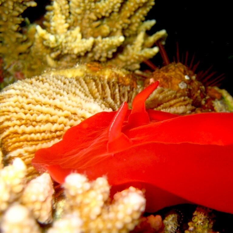 строение танцующего моллюска 