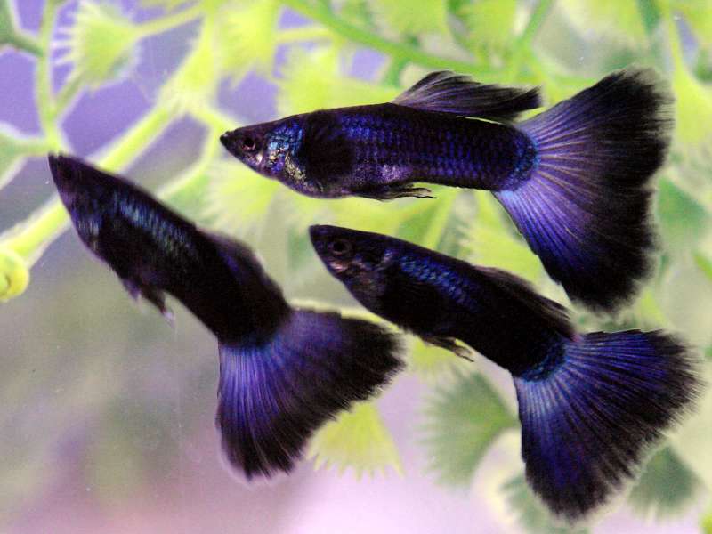 гуппи синяя московская