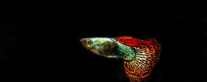 ковровый гуппи