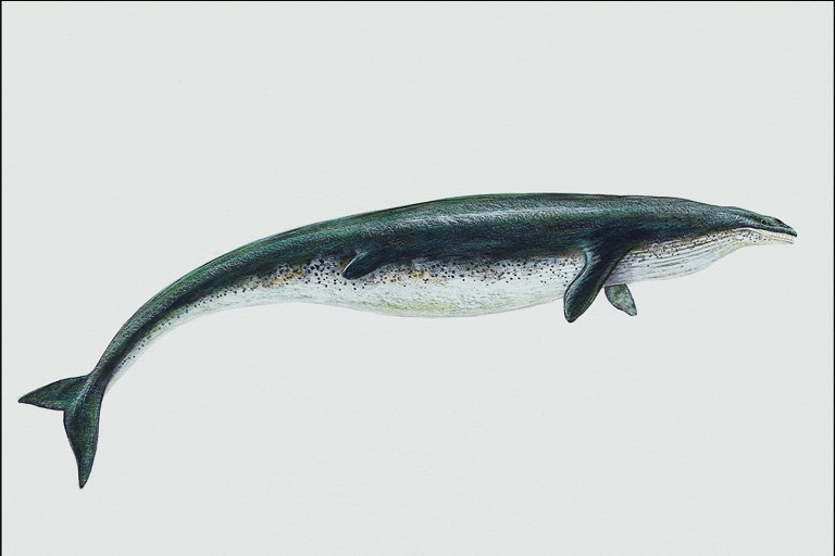 внешний вид базилозавра