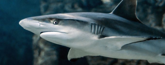 свирепый хищник