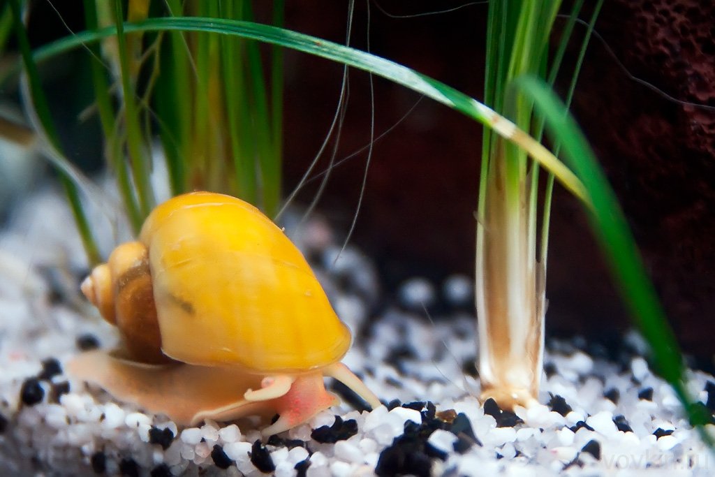 желтая ампулярия