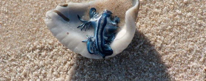 голубой дракон на ракушке