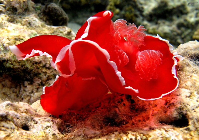 строение испанского танцора 