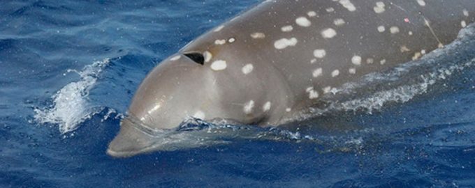 клюв клюворыла