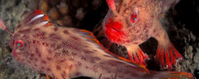 особенности внешнего вида рыбы лопаты