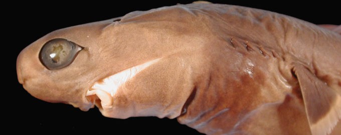 внешний вид акулы