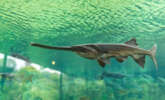 как был уничтожен веслонос