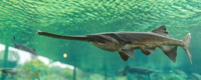 как был уничтожен веслонос