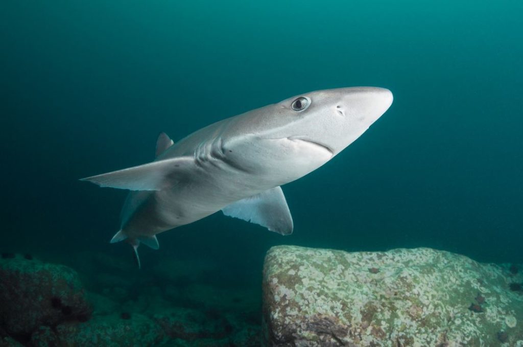 катран в черном море