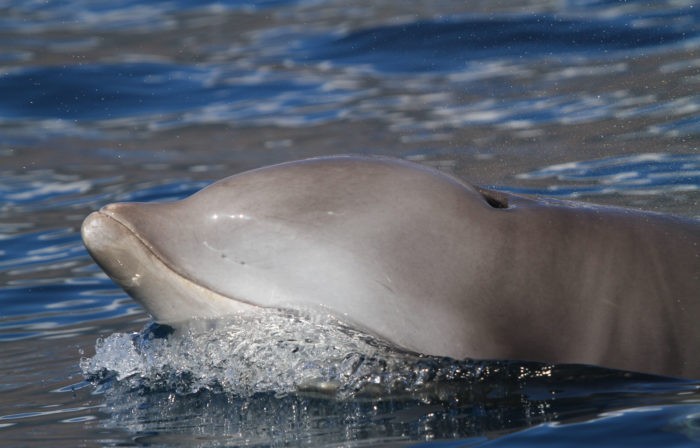 внешний вид клюворылого кита