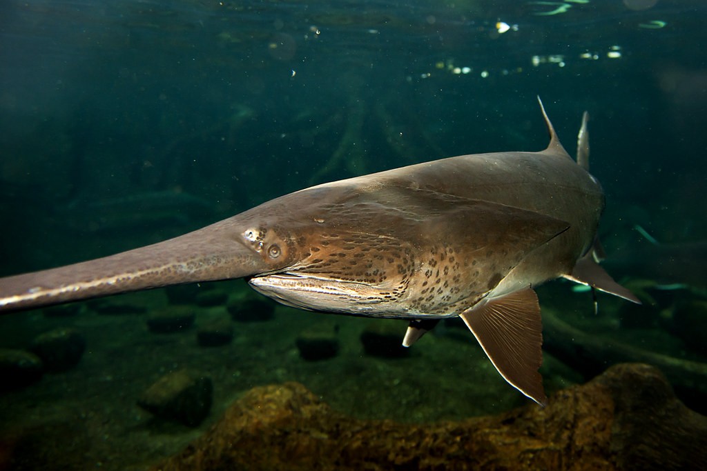 внешний вид веслоноса 