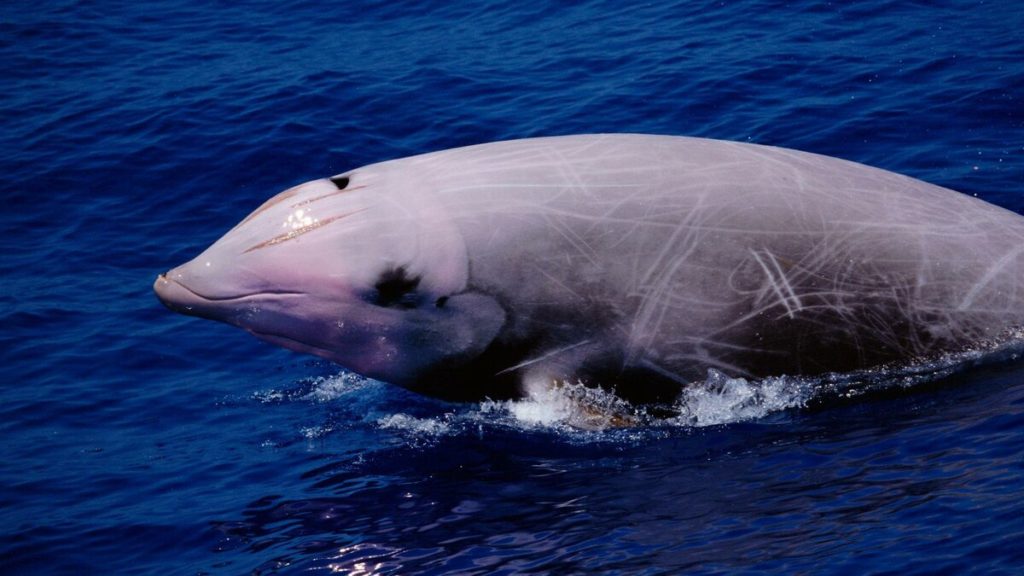 особенности строения клюворыла