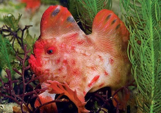 как выглядит рыба красная лопата 