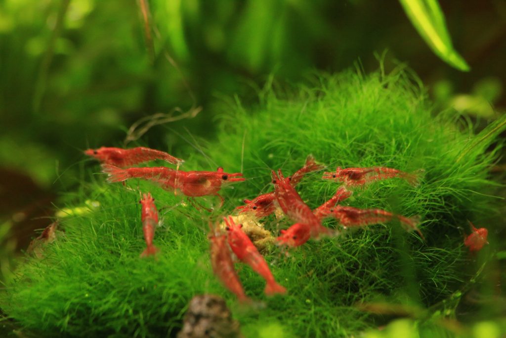 креветки в аквариуме 