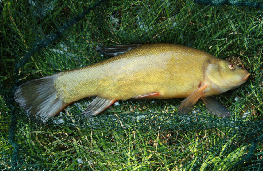 как выглядит линь 