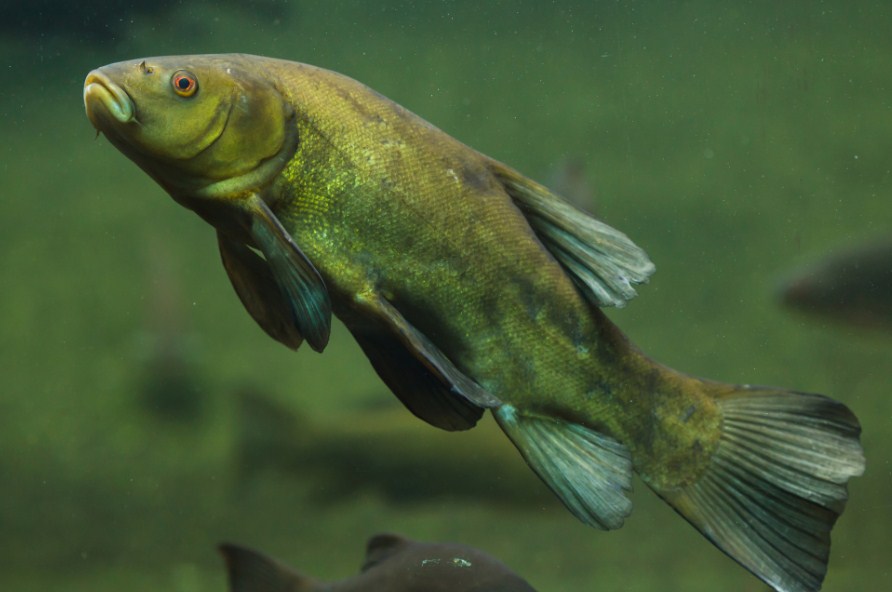 внешний вид рыбы линь