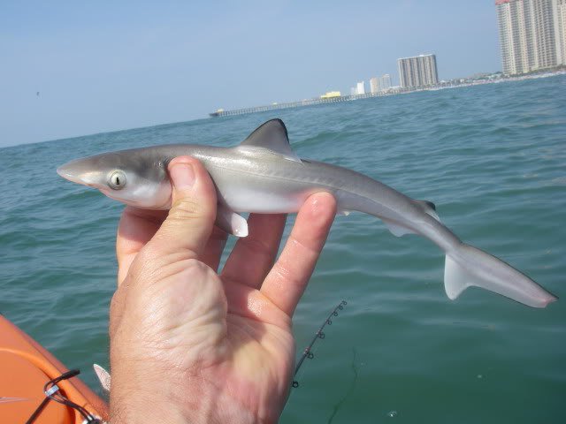 небольшая акула 