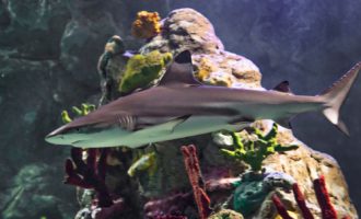 акула в аквариуме