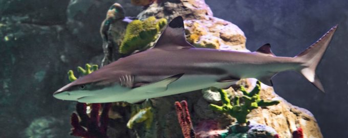 акула в аквариуме