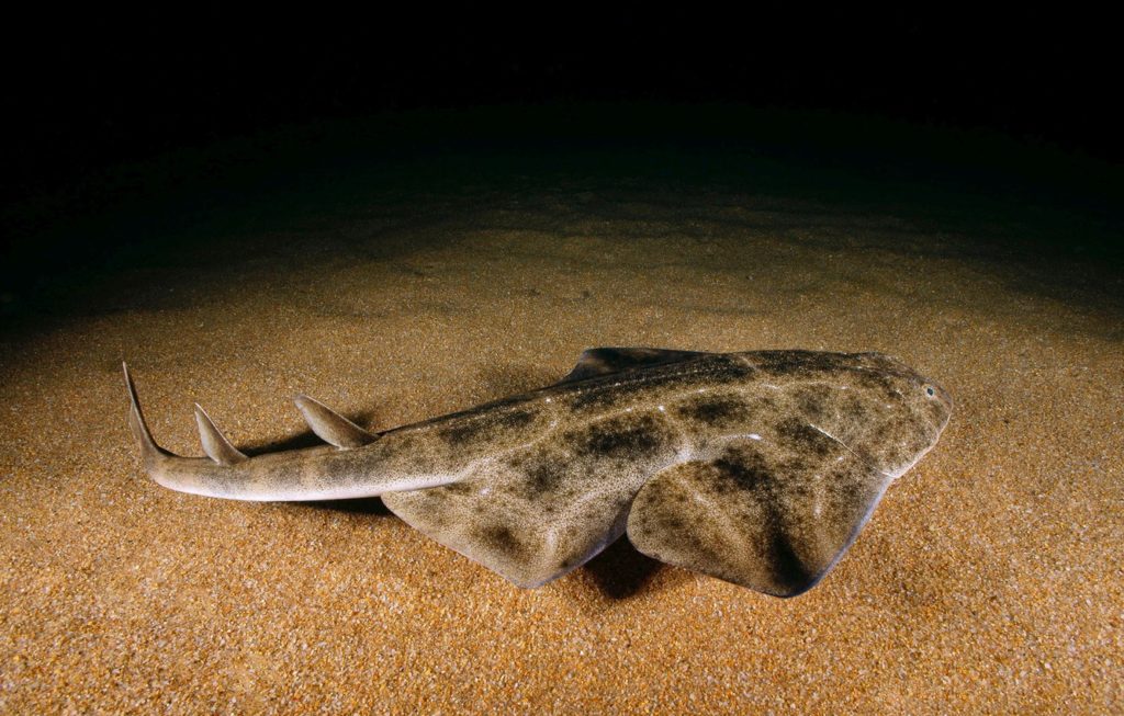внешний вид акулы морской ангел