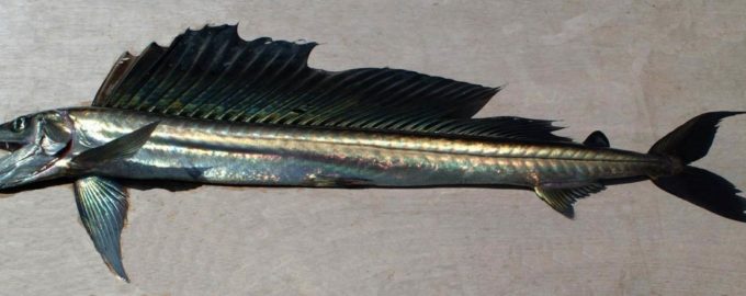 как выглядит алепизавр