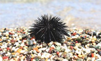 как выглядит морской еж