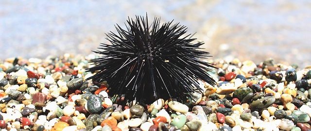 как выглядит морской еж