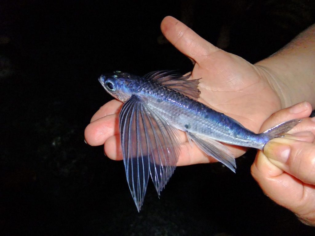 как выглядит летучая рыба 