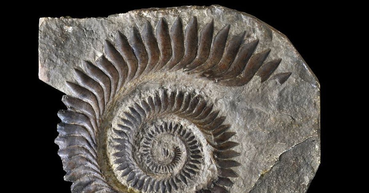 особенности строения челюсти рыбы