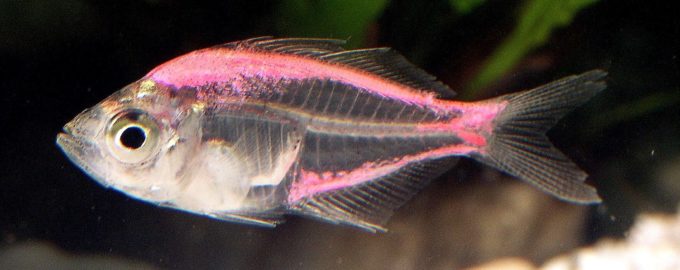 строение прозрачной рыбы