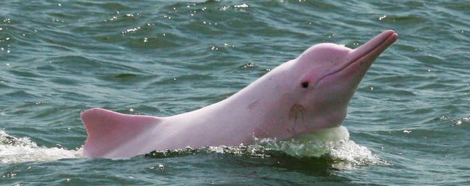 розовый пресноводный дельфин