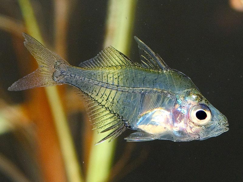 прозрачный окунь