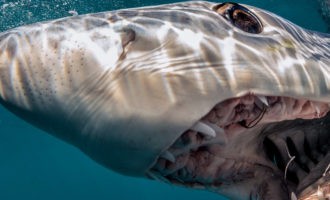 опасные хищники