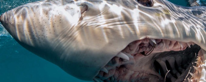 опасные хищники