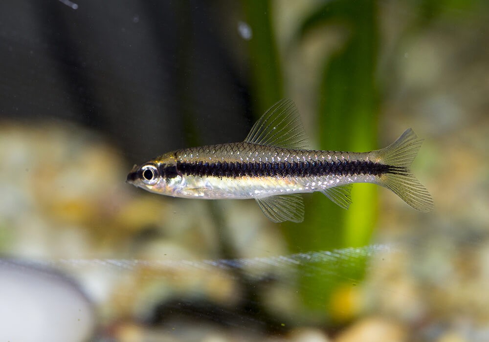 водорослеед