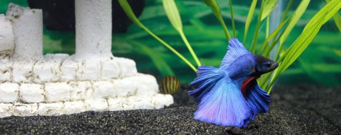 как выглядит рыбка петушок