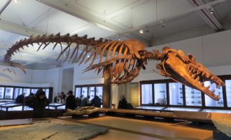 строение базилозавра