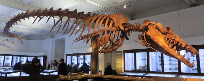 строение базилозавра