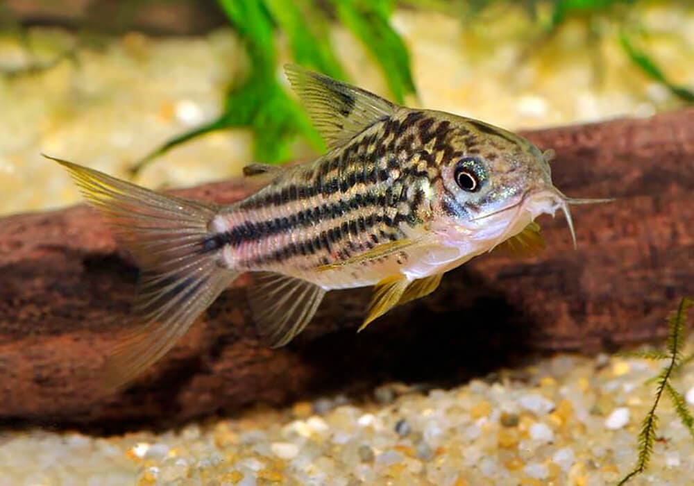 маленький коридорас