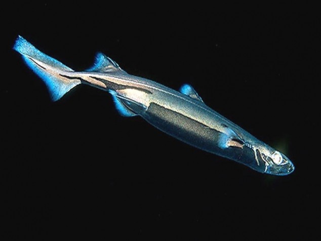 свечение акулы 