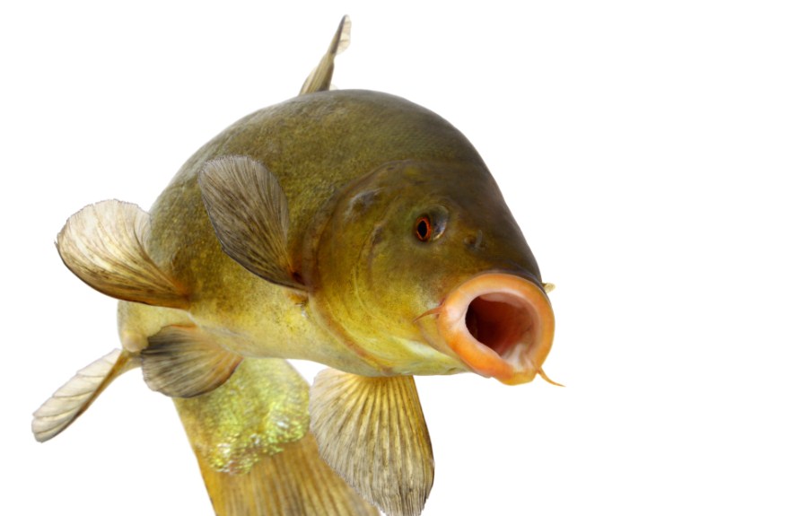 линь в воде 