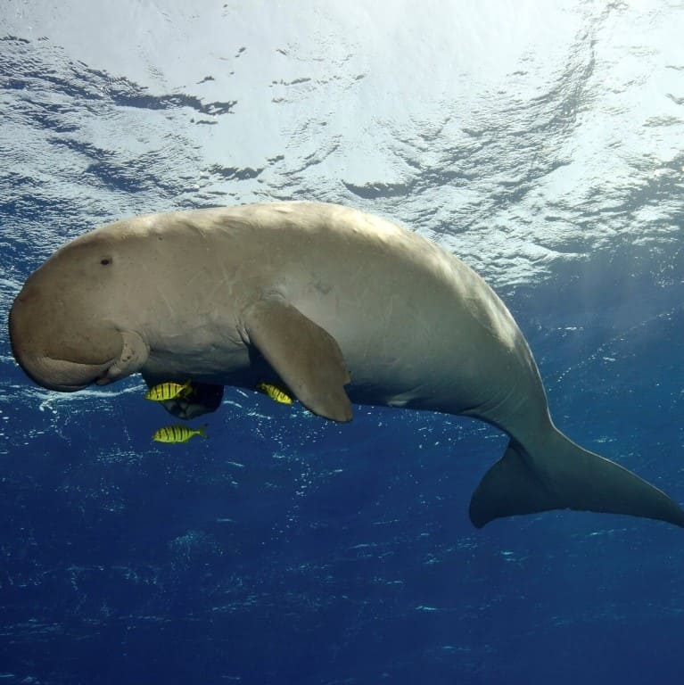 внешний вид ламантина 